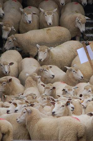 Sheep to market