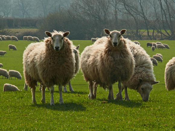 Wooly posers